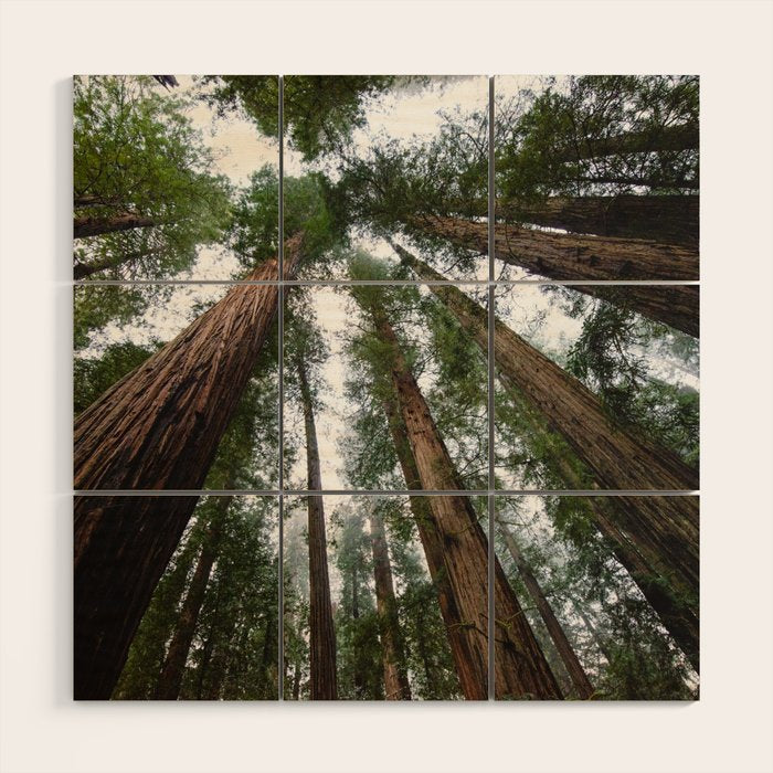 Redwood Forest Adventure VI - Nature Photography Wood Wall Art Gallery Image 1