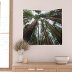 Redwood Forest Adventure VI - Nature Photography Wall Tapestry Gallery Image 2
