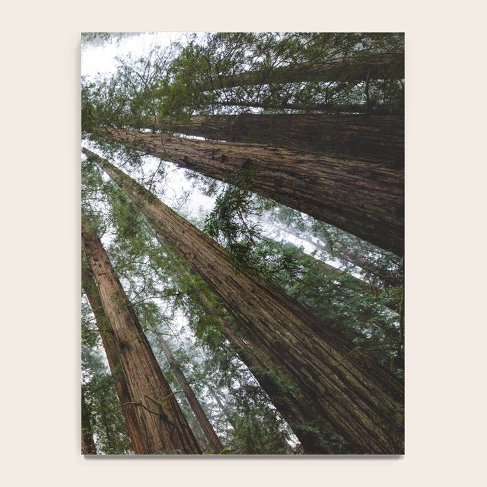 Redwood Forest Adventure VI - Nature Photography Notebook Gallery Image 4