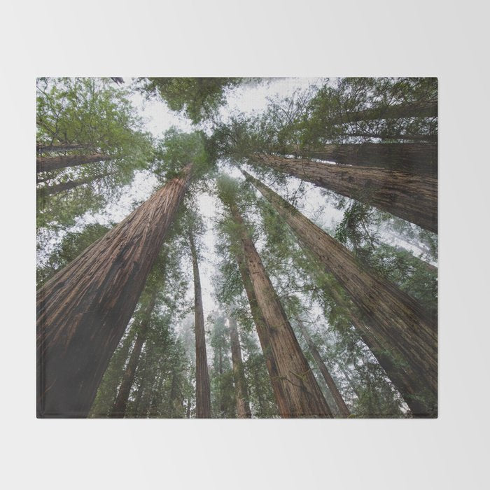 Redwood Forest Adventure VI - Nature Photography Throw Blanket Gallery Image 2