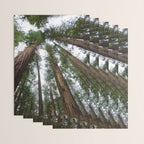 Redwood Forest Adventure VI - Nature Photography Wrapping Paper Gallery Image 3