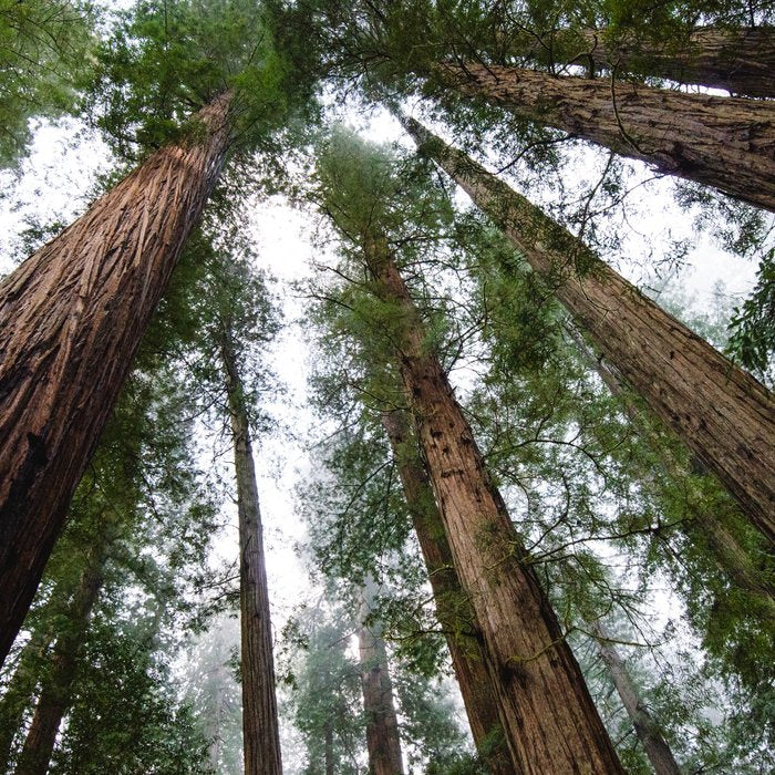 Redwood Forest Adventure VI - Nature Photography Coffee Mug Gallery Image 2