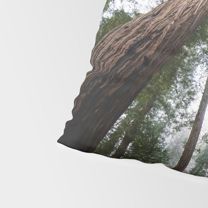 Redwood Forest Adventure VI - Nature Photography Pillow Sham Gallery Image 4