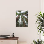Redwood Forest Adventure VI - Nature Photography Poster Gallery Image 2