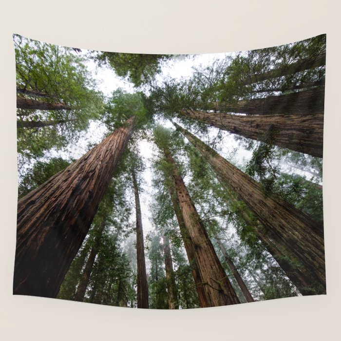 Redwood Forest Adventure VI - Nature Photography Wall Tapestry Gallery Image 4