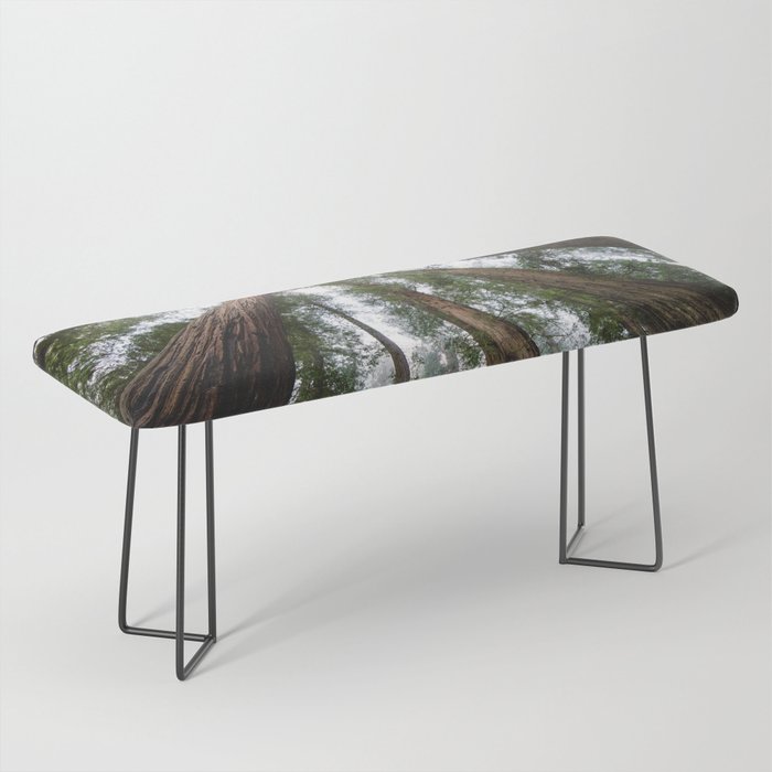 Redwood Forest Adventure VI - Nature Photography Bench Gallery Image 1