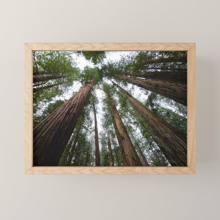 Redwood Forest Adventure VI - Nature Photography Mini Art Print Gallery Image 1