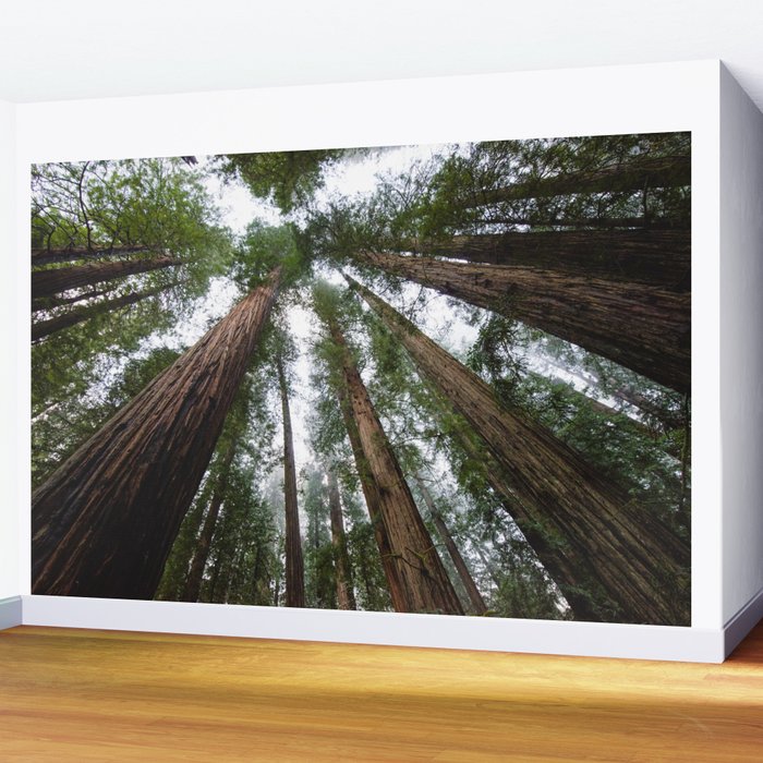 Redwood Forest Adventure VI - Nature Photography Wall Mural Gallery Image 2