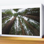 Redwood Forest Adventure VI - Nature Photography Wall Mural Gallery Image 2