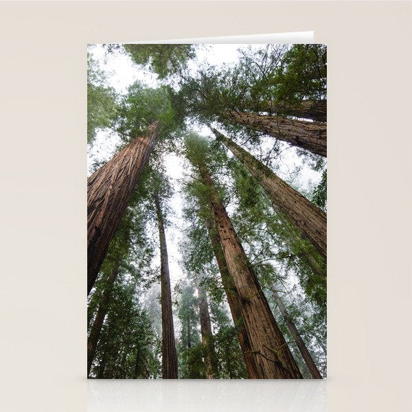 Redwood Forest Adventure VI - Nature Photography Stationery Card Gallery Image 2