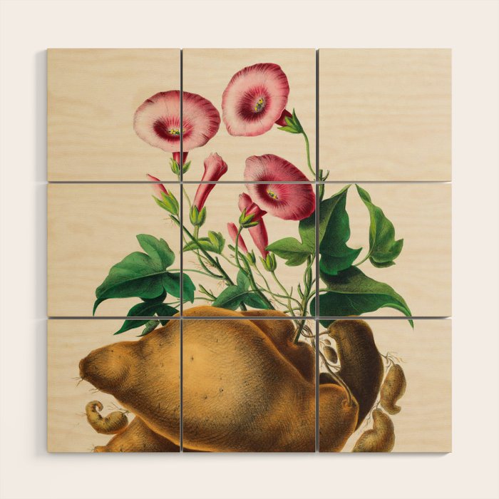 Sweet potato from "Flore dâAmÃ©rique" by Ãtienne Denisse, 1840s Wood Wall Art Gallery Image 1