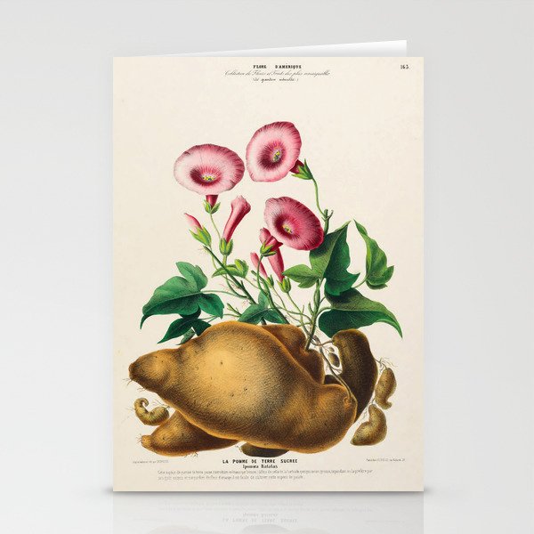 Sweet potato from "Flore dâAmÃ©rique" by Ãtienne Denisse, 1840s Stationery Card Gallery Image 2