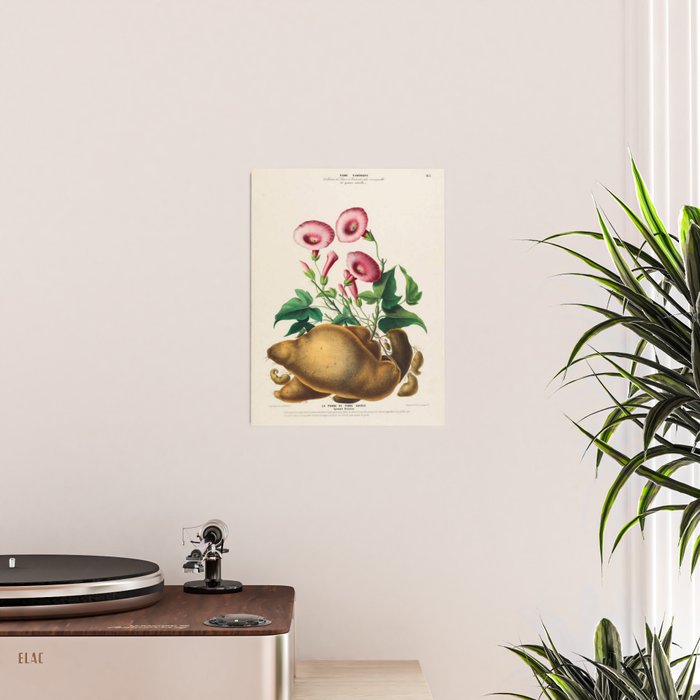 Sweet potato from "Flore dâAmÃ©rique" by Ãtienne Denisse, 1840s Poster Gallery Image 2
