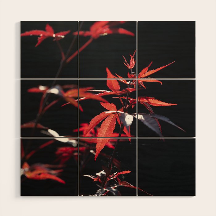 Botanical red japanese maple leaves art print - botanical nature and travel photography Wood Wall Art Gallery Image 1