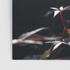 Botanical red japanese maple leaves art print - botanical nature and travel photography Poster Gallery Image 3