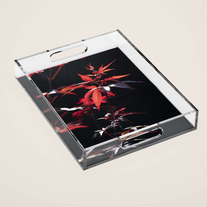 Botanical red japanese maple leaves art print - botanical nature and travel photography Acrylic Tray Gallery Image 1