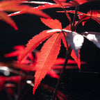 Botanical red japanese maple leaves art print - botanical nature and travel photography Coffee Mug Gallery Image 2