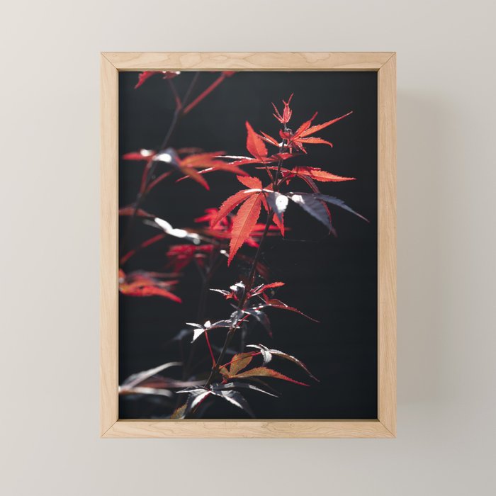 Botanical red japanese maple leaves art print - botanical nature and travel photography Mini Art Print Gallery Image 1