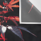 Botanical red japanese maple leaves art print - botanical nature and travel photography Wall Tapestry Gallery Image 3