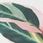 Pink Leaves II Coffee Mug Gallery Image 2