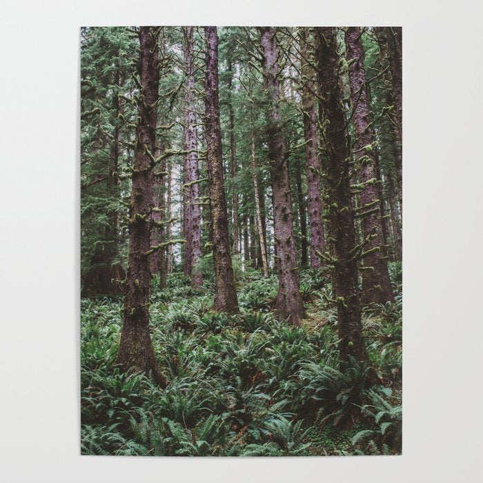 Forest Dark, Forest Deep III Poster Gallery Image 4