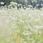 In a Field of Wildflowers Coffee Mug Gallery Image 2