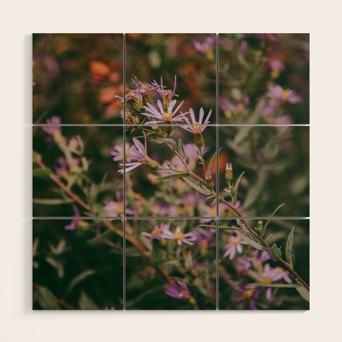 Eucephalus Ledophyllus Wood Wall Art Gallery Image 1