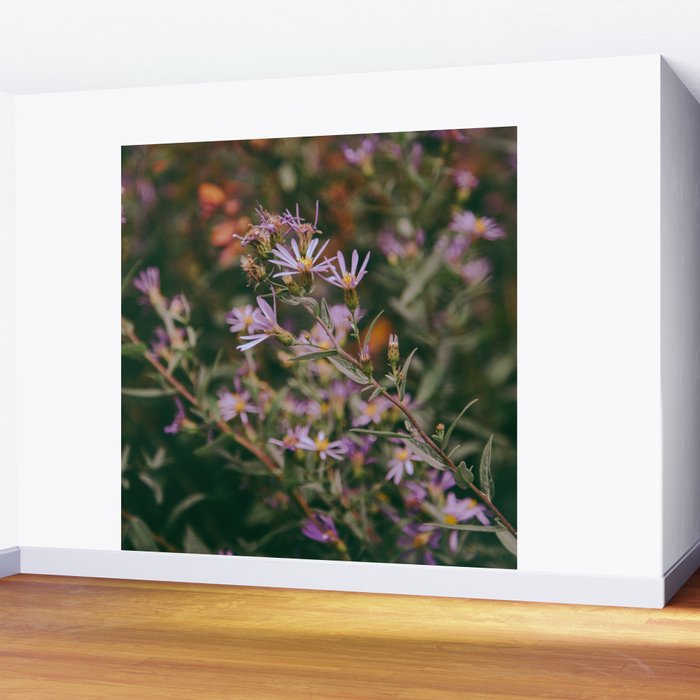 Eucephalus Ledophyllus Wall Mural Gallery Image 2