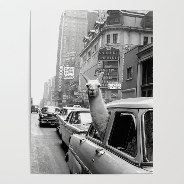 Llama Riding In Taxi Poster Gallery Image 1