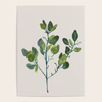 Eucalyptus Branch Poster Gallery Image 4