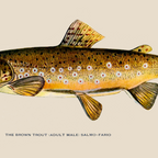 The Brown Trout Coffee Mug Gallery Image 2