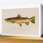 The Brown Trout Wall Mural Gallery Image 2