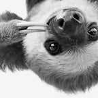 Sloth Coffee Mug Gallery Image 2