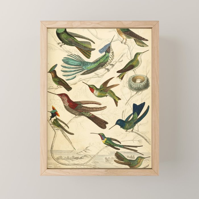 Hummingbirds from The Edinburgh Journal, 1835 (benefitting The Nature Conservancy) Mini Art Print Gallery Image 1