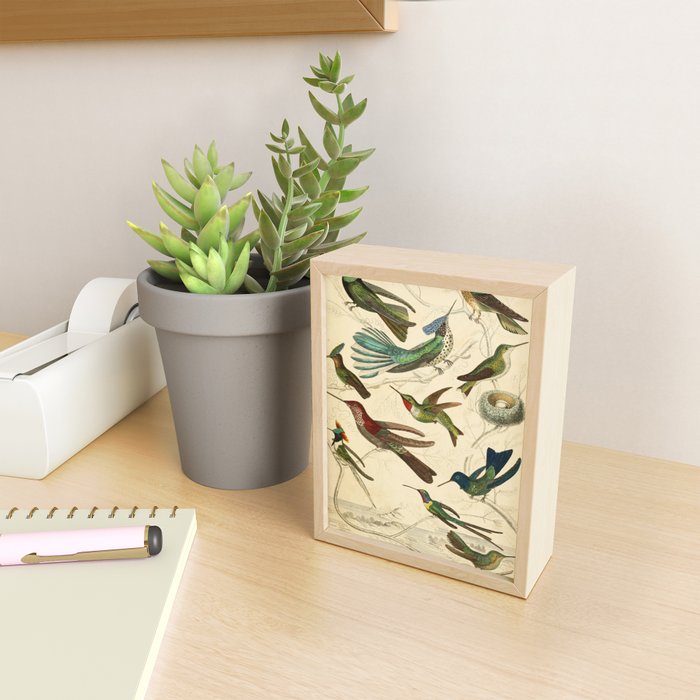 Hummingbirds from The Edinburgh Journal, 1835 (benefitting The Nature Conservancy) Mini Art Print Gallery Image 2