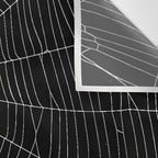 Spiders Web Wall Tapestry Gallery Image 3