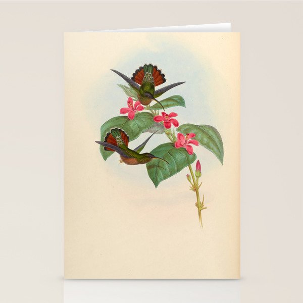 Rufous-breasted Hermit Hummingbird by John Gould, 1861 (benefitting the Nature Conservancy) Stationery Card Gallery Image 2