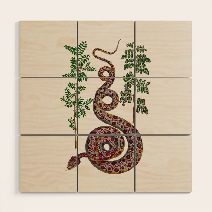Mimosa Snake Seba Albertus Wood Wall Art Gallery Image 1