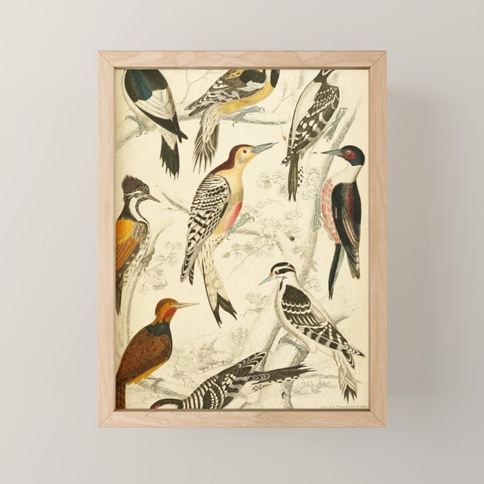 Woodpeckers from The Edinburgh Journal, 1835 (benefitting The Nature Conservancy) Mini Art Print Gallery Image 1