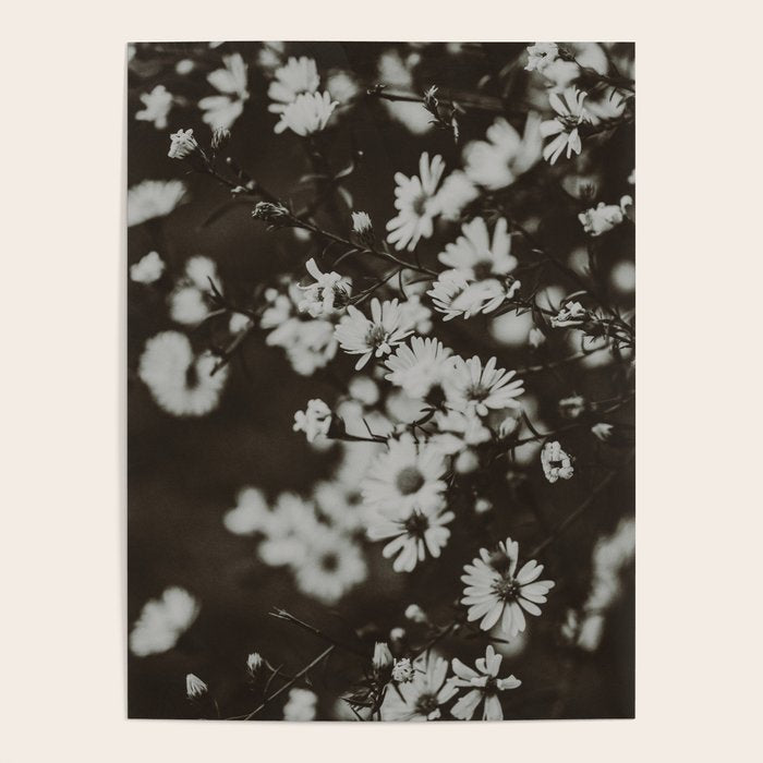 Evening Daisies x flower photograph black and white botanical Poster Gallery Image 4