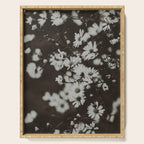 Evening Daisies x flower photograph black and white botanical Serving Tray Gallery Image 1
