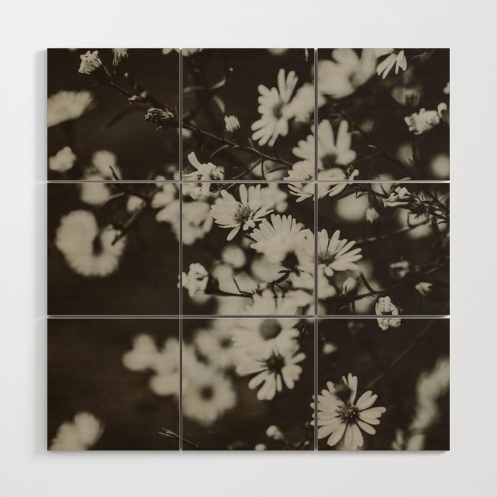 Evening Daisies x flower photograph black and white botanical Wood Wall Art Gallery Image 1