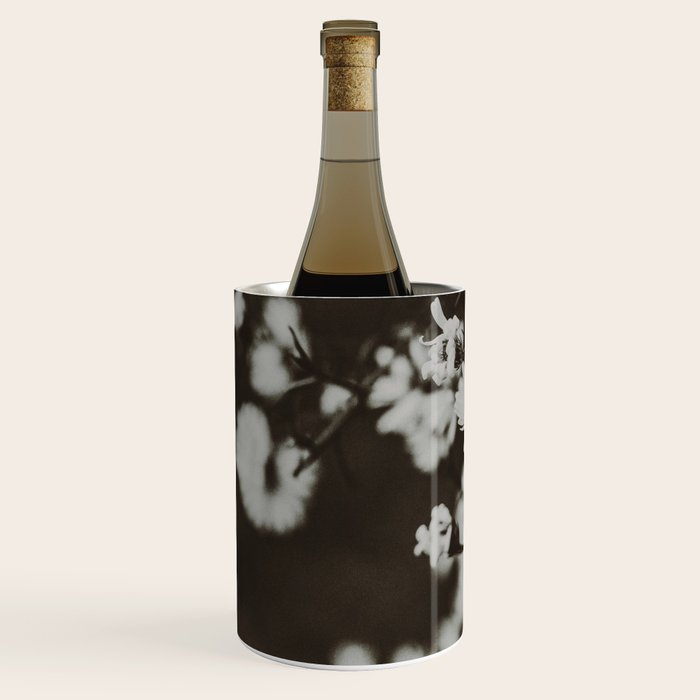 Evening Daisies x flower photograph black and white botanical Wine Chiller Gallery Image 2