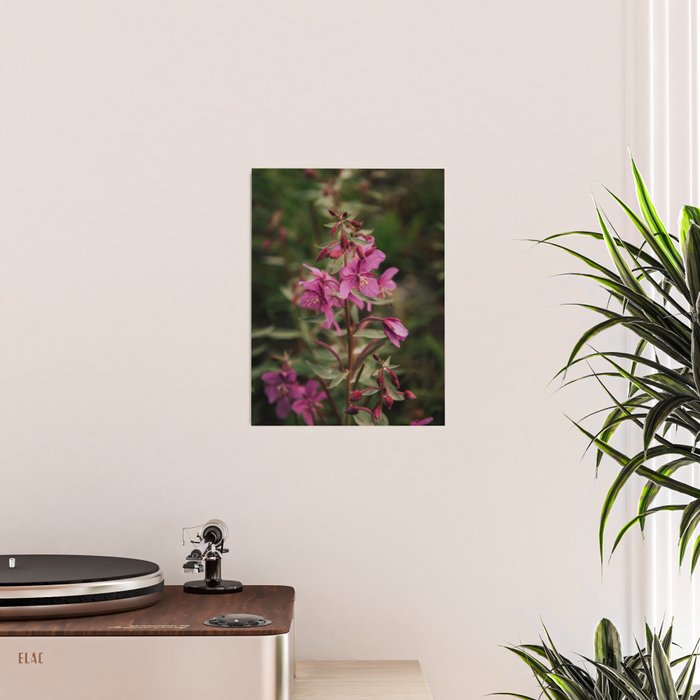 River Beauty Willowherb Poster Gallery Image 2
