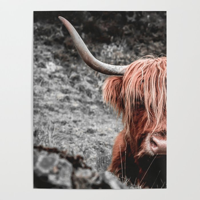 Highland Cow Poster Gallery Image 4