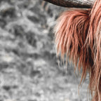 Highland Cow Coffee Mug Gallery Image 2