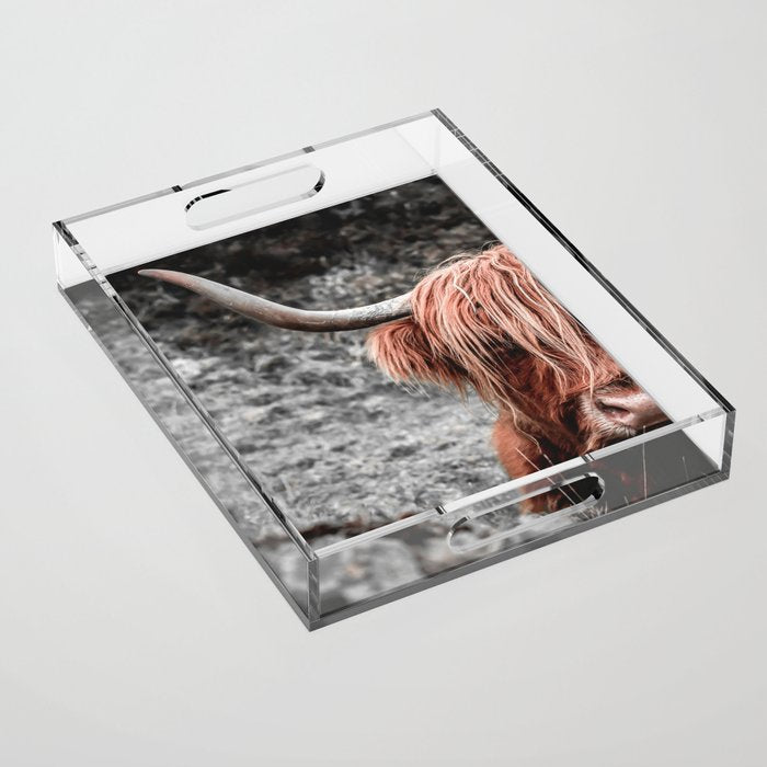 Highland Cow Acrylic Tray Gallery Image 1