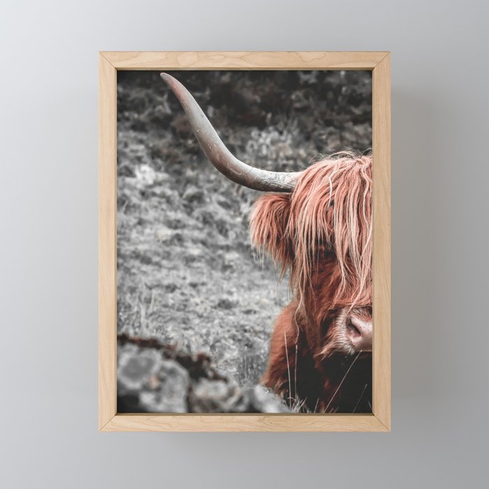 Highland Cow Mini Art Print Gallery Image 1