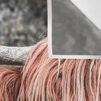 Highland Cow Wall Tapestry Gallery Image 3