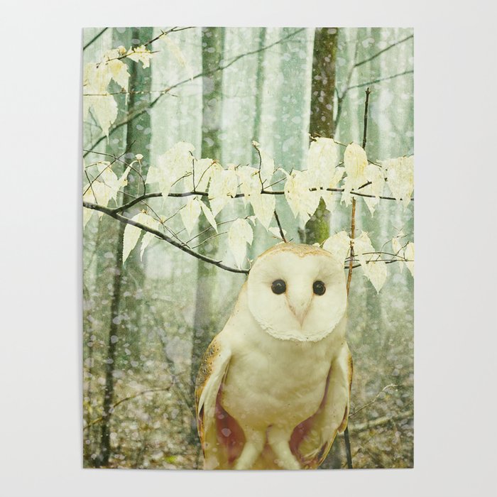 Barn Owl in Snowy Winter Woodland Poster Gallery Image 1